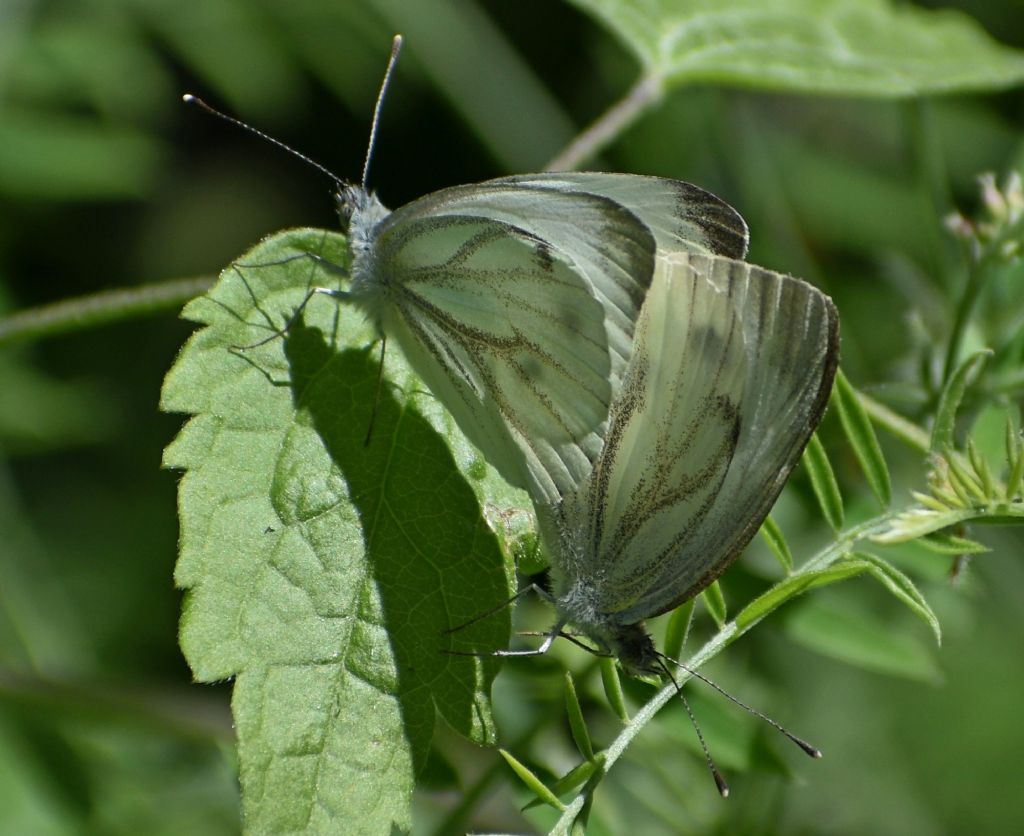 Pieris, ma quale? - Pieris napi